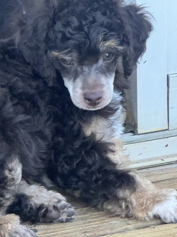 Ian – Poodle - Miniature  puppy for sale in Pueblo, CO