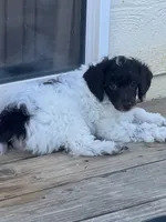 Rupert, a male Poodle - Miniature  for sale in Pueblo, CO – 3 of 10
