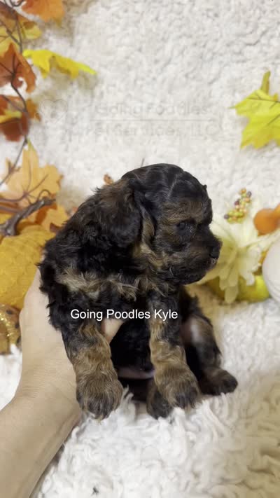 Kyle, a male Poodle - Toy  for sale in Pueblo, CO – 9 of 9