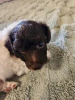 Rupert, a male Poodle - Miniature  for sale in Pueblo, CO – 8 of 10