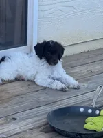Rupert, a male Poodle - Miniature  for sale in Pueblo, CO – 5 of 10