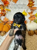 Touille, a male Poodle - Toy  for sale in Pueblo, CO – 2 of 6