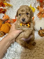 Freddy, a male Poodle - Toy  for sale in Pueblo, CO – 2 of 8