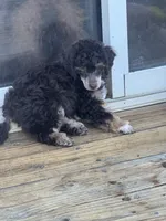 Ian, a male Poodle - Miniature  for sale in Pueblo, CO – 6 of 8