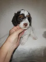 Dugal, a male Poodle - Miniature  for sale in Pueblo, CO – 7 of 8