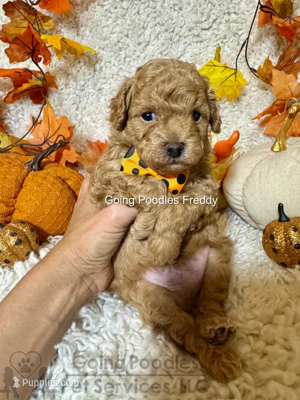 Freddy – Poodle - Toy  puppy for sale in Pueblo, CO
