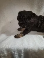 Fergus, a male Poodle - Miniature  for sale in Pueblo, CO – 8 of 8