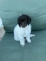 Rupert, a male Poodle - Miniature  for sale in Pueblo, CO – 2 of 10