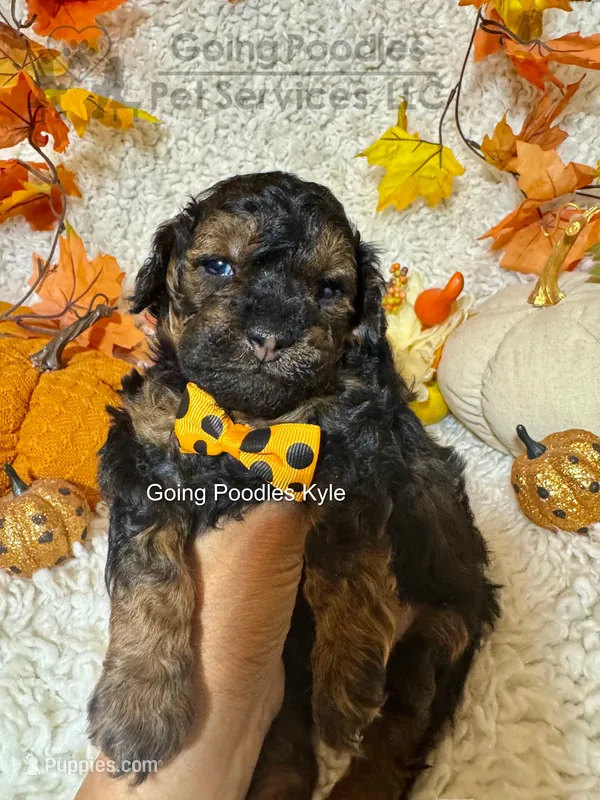 Kyle – Poodle - Toy  puppy for sale in Pueblo, CO