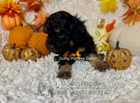 Colton, a male Poodle - Toy  for sale in Pueblo, CO – 7 of 8