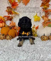 Colton, a male Poodle - Toy  for sale in Pueblo, CO – 2 of 8