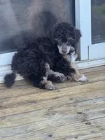 Ian, a male Poodle - Miniature  for sale in Pueblo, CO – 4 of 8