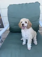 Jaime, a male Poodle - Miniature  for sale in Pueblo, CO – 3 of 5