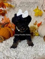 Kalea, a female Poodle - Toy  for sale in Pueblo, CO – 4 of 10