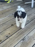 Dugal, a male Poodle - Miniature  for sale in Pueblo, CO – 6 of 8