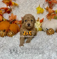 Freddy, a male Poodle - Toy  for sale in Pueblo, CO – 6 of 8