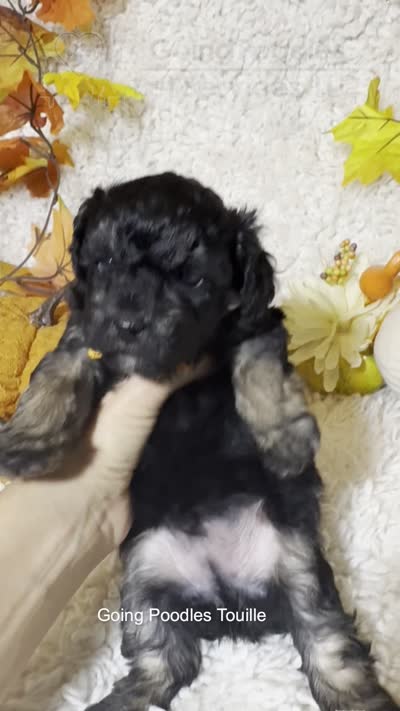 Touille, a male Poodle - Toy  for sale in Pueblo, CO – 6 of 6