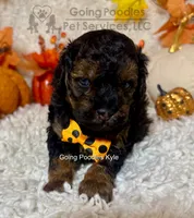 Kyle, a male Poodle - Toy  for sale in Pueblo, CO – 2 of 9