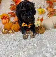 Colton, a male Poodle - Toy  for sale in Pueblo, CO – 4 of 8