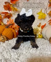 Kalea, a female Poodle - Toy  for sale in Pueblo, CO – 8 of 10