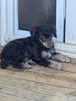 Fergus, a male Poodle - Miniature  for sale in Pueblo, CO – 3 of 8