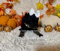 Kalea, a female Poodle - Toy  for sale in Pueblo, CO – 7 of 10