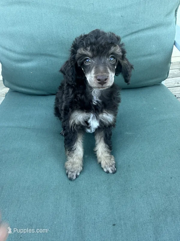 Fergus – Poodle - Miniature  puppy for sale in Pueblo, CO