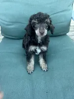 Fergus, a male Poodle - Miniature  for sale in Pueblo, CO – 1 of 8