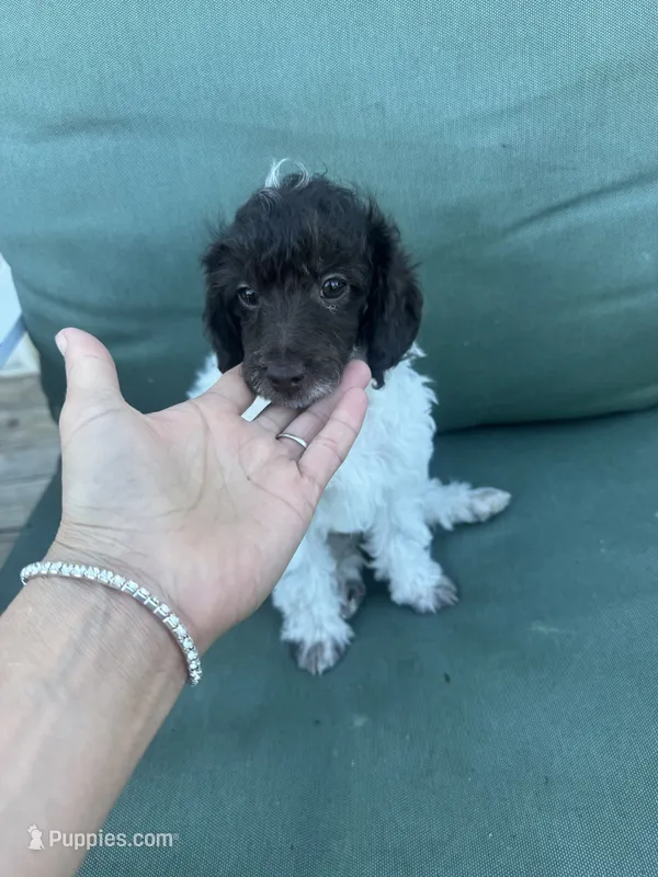 Rupert – Poodle - Miniature  puppy for sale in Pueblo, CO