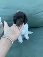 Rupert, a male Poodle - Miniature  for sale in Pueblo, CO – 1 of 10