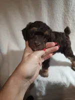 Ian, a male Poodle - Miniature  for sale in Pueblo, CO – 8 of 8