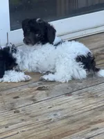 Rupert, a male Poodle - Miniature  for sale in Pueblo, CO – 4 of 10