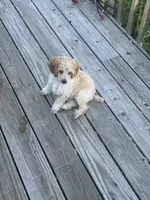 Jaime, a male Poodle - Miniature  for sale in Pueblo, CO – 4 of 5