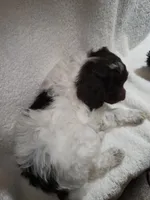 Rupert, a male Poodle - Miniature  for sale in Pueblo, CO – 9 of 10