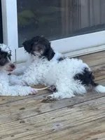 Rupert, a male Poodle - Miniature  for sale in Pueblo, CO – 6 of 10