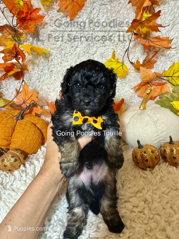Touille – Poodle - Toy  puppy for sale in Pueblo, CO