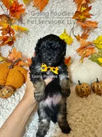 Touille, a male Poodle - Toy  for sale in Pueblo, CO – 1 of 6