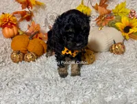 Colton, a male Poodle - Toy  for sale in Pueblo, CO – 5 of 8