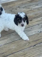 Dugal, a male Poodle - Miniature  for sale in Pueblo, CO – 4 of 8