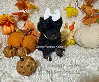 Kalea, a female Poodle - Toy  for sale in Pueblo, CO – 5 of 10