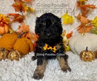 Colton, a male Poodle - Toy  for sale in Pueblo, CO – 3 of 8