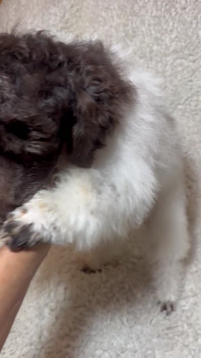 Rupert, a male Poodle - Miniature  for sale in Pueblo, CO – 10 of 10
