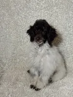 Rupert, a male Poodle - Miniature  for sale in Pueblo, CO – 4 of 10