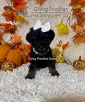 Kalea, a female Poodle - Toy  for sale in Pueblo, CO – 3 of 10
