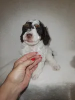 Dugal, a male Poodle - Miniature  for sale in Pueblo, CO – 8 of 8
