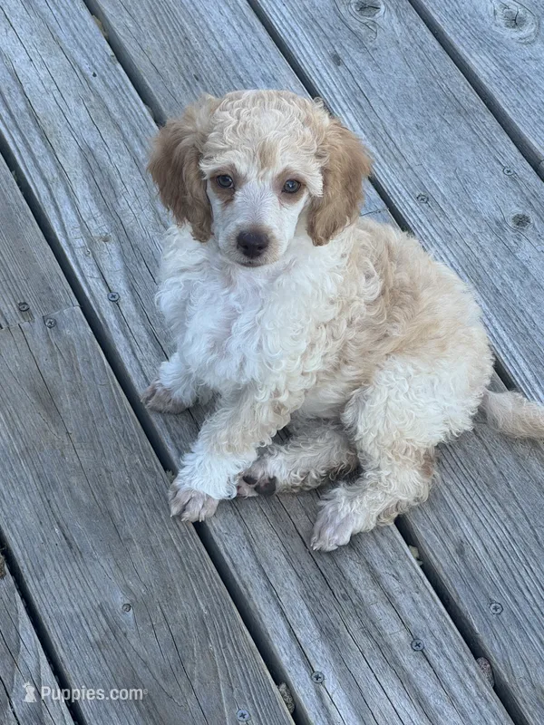 Jaime – Poodle - Miniature  puppy for sale in Pueblo, CO
