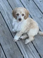 Jaime, a male Poodle - Miniature  for sale in Pueblo, CO – 1 of 5