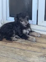 Fergus, a male Poodle - Miniature  for sale in Pueblo, CO – 2 of 8