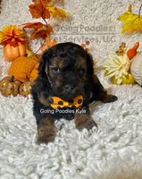 Kyle, a male Poodle - Toy  for sale in Pueblo, CO – 3 of 9