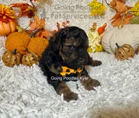 Kyle, a male Poodle - Toy  for sale in Pueblo, CO – 8 of 9
